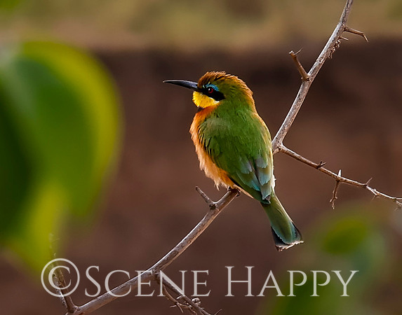 Bird Bee Eater _L2A6024