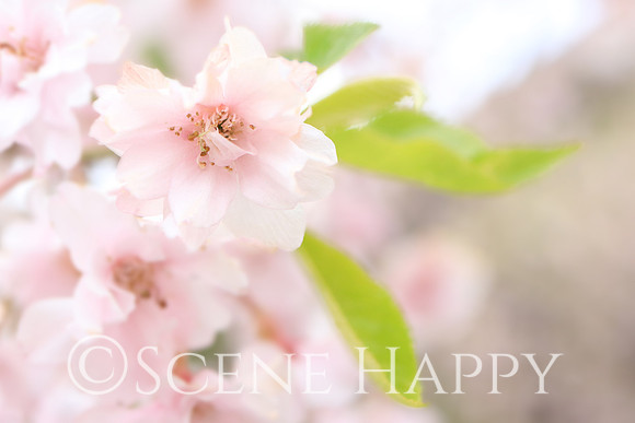 Weeping Cherry Blossom_0301