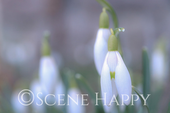Snowdrop Soft