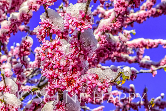 Eastern Redbud Blooms in Snow