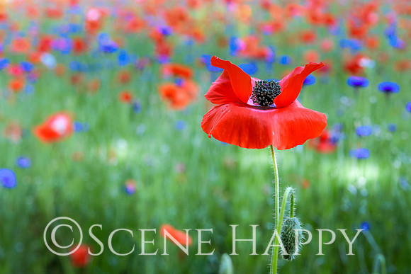 Poppy Upside Down