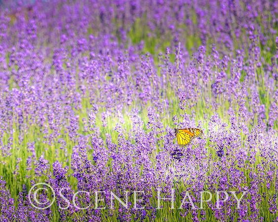 Lavender with Butterfly IMG_3341