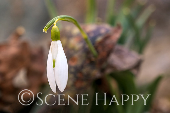 Snowdrop