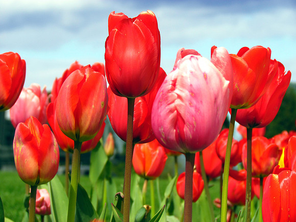 Tulips