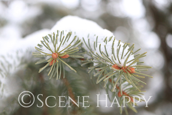 Pine in Winter