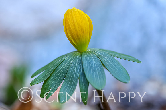 Winter Aconite Sprouting