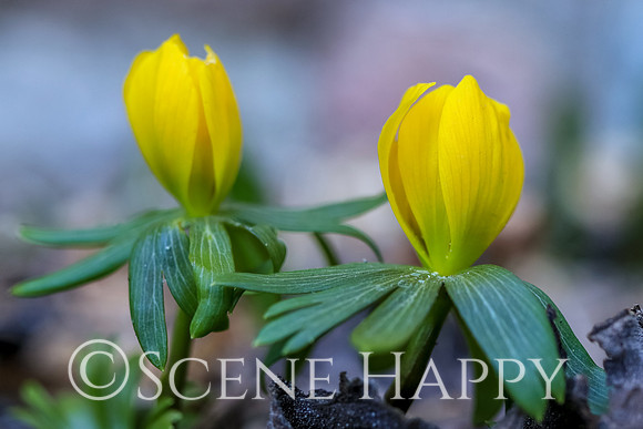 Winter Aconite Pair
