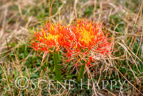 African Blood Lily_L2A5117