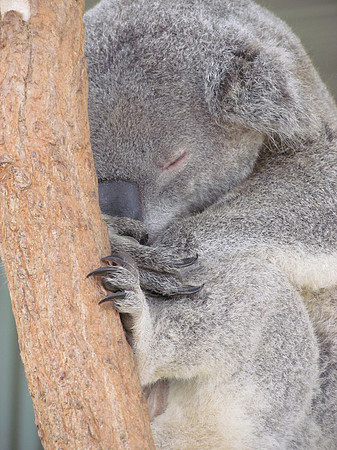 koala sleeping