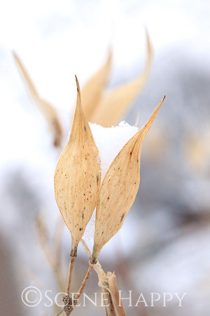 Snow on Wildflower_Love