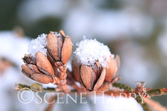 Snow on Tiny Pinecone