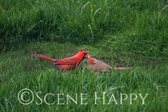 Cardinal Birds Kissing