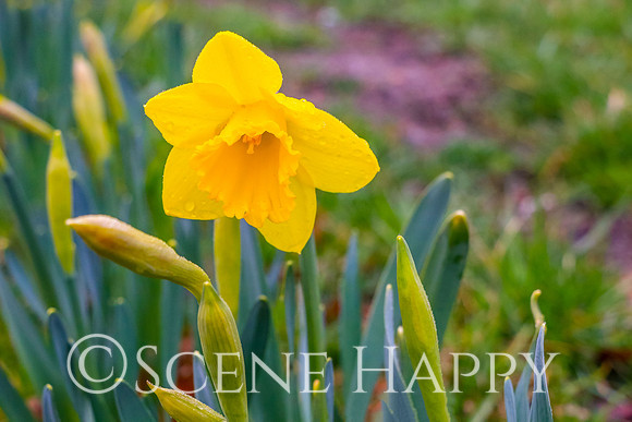 daffodil First