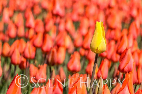 Stand Out Tulip
