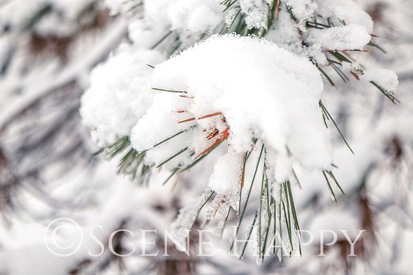 Snow on Pine