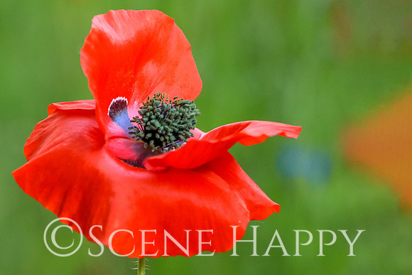Pure Poppy
