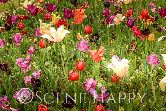 Field of Tulips