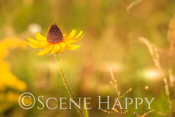 Coneflower_1223