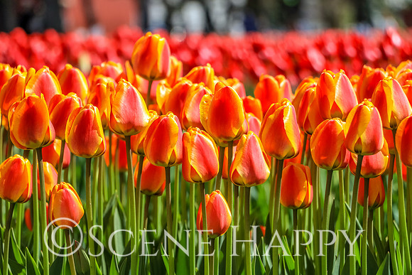 Holland Tulips Group