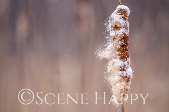 Cattail in snow