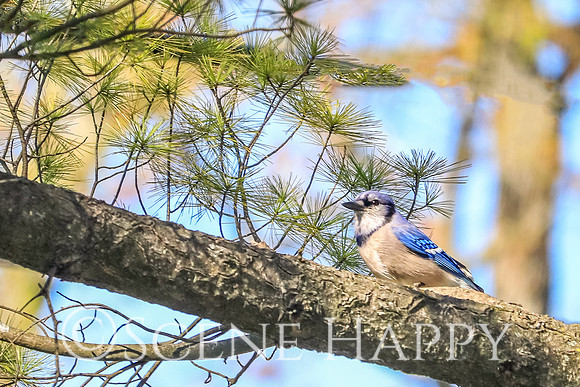 Blue Jay Sunshine