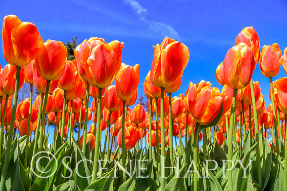 Holland Tulips Bright