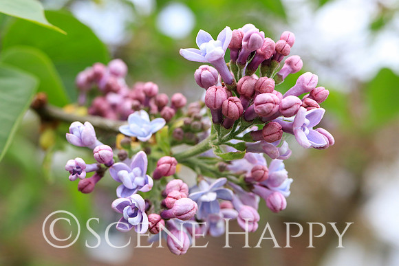 Lilac_0373