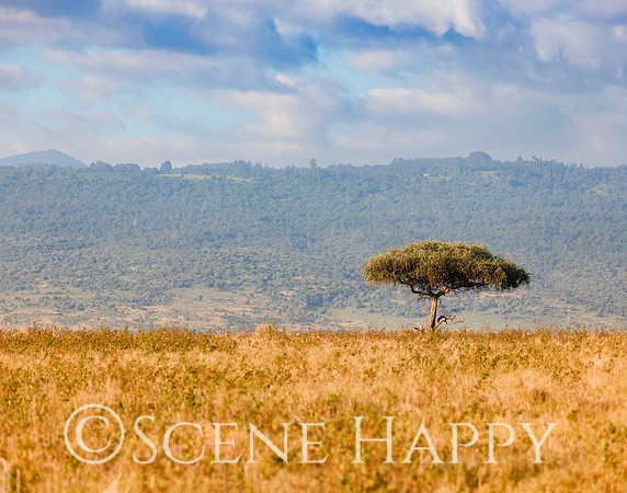 Acacia tree in Lewa Wildlife Conservancy_L2A5033