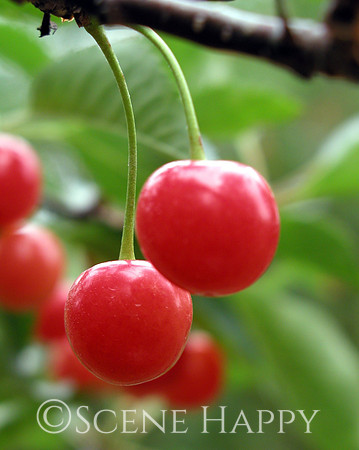 Traverse City Cherries