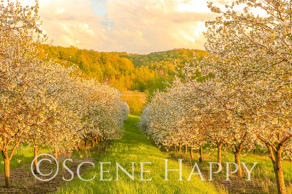 Cherry Blossom Field