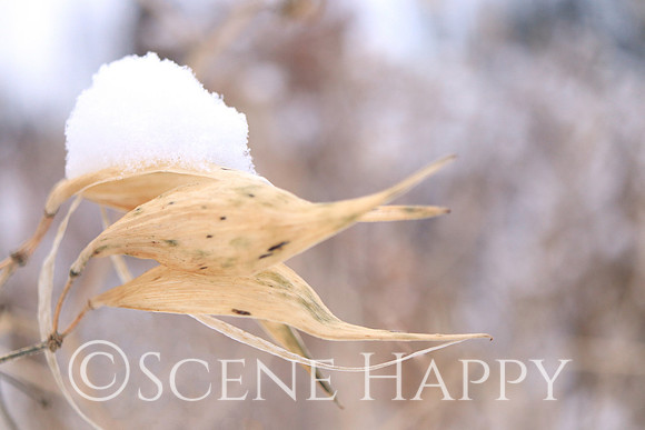 Snow on Wildflower_Wispy