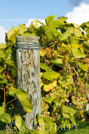 Wine Grapes