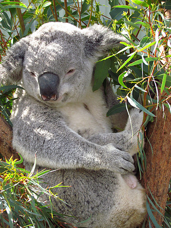 koala