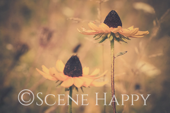 Wild Coneflowers in Autumn
