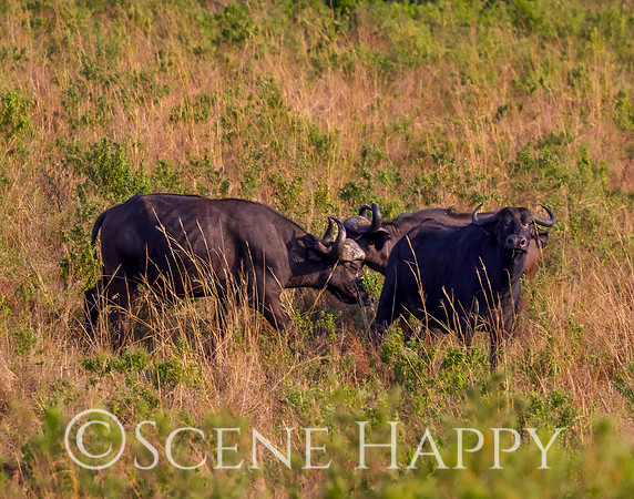 African buffalo playing_L2A6616