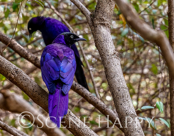 Bird Black-bellied Starling_L2A6373