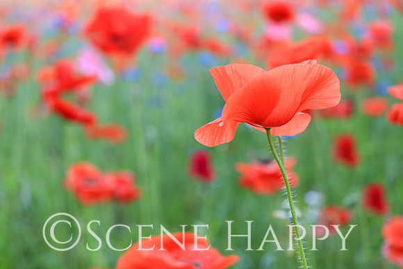 Red Poppies