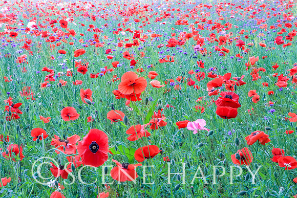 Poppy Fields