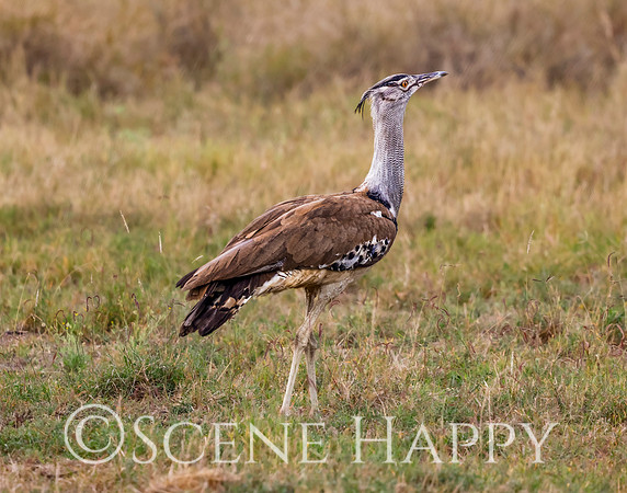 Bird Kori Bustard on Display_L2A5530