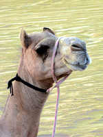 Camel