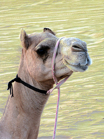 Camel