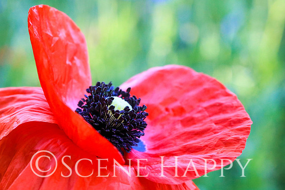 Poppy Close Up