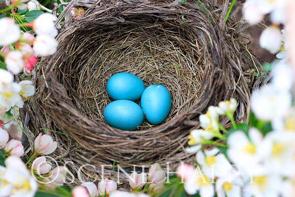 Robin Eggs