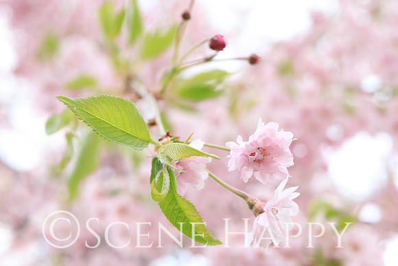 Weeping Cherry_0359