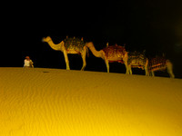 Four Camels