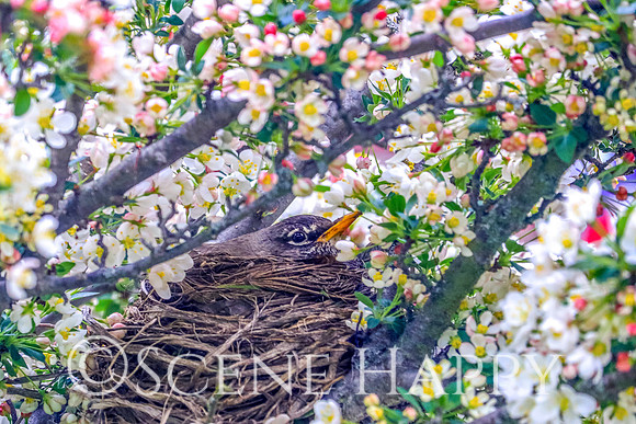 Mamma Robin