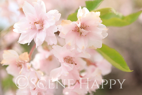 Weeping cherry blossom
