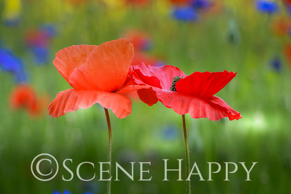 Poppy Love