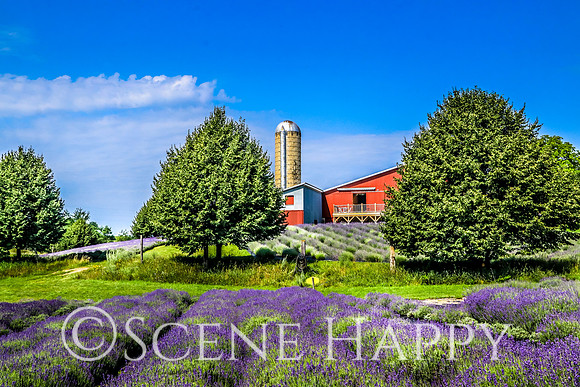 Lavender Farm