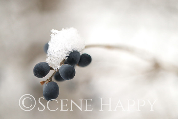 Blueberries in snow